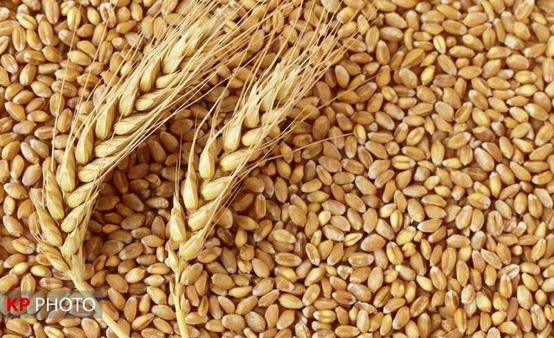 قیمت خرید تضمینی گندم  ۹۵۰۰ تومان تعیین شد