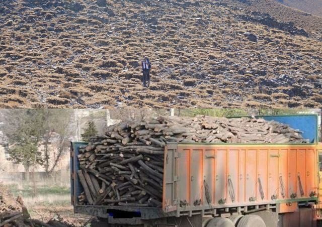 کشف 29 تن چوب قاچاق در قروه/چرای دام بیش از ظرفیت مراتع