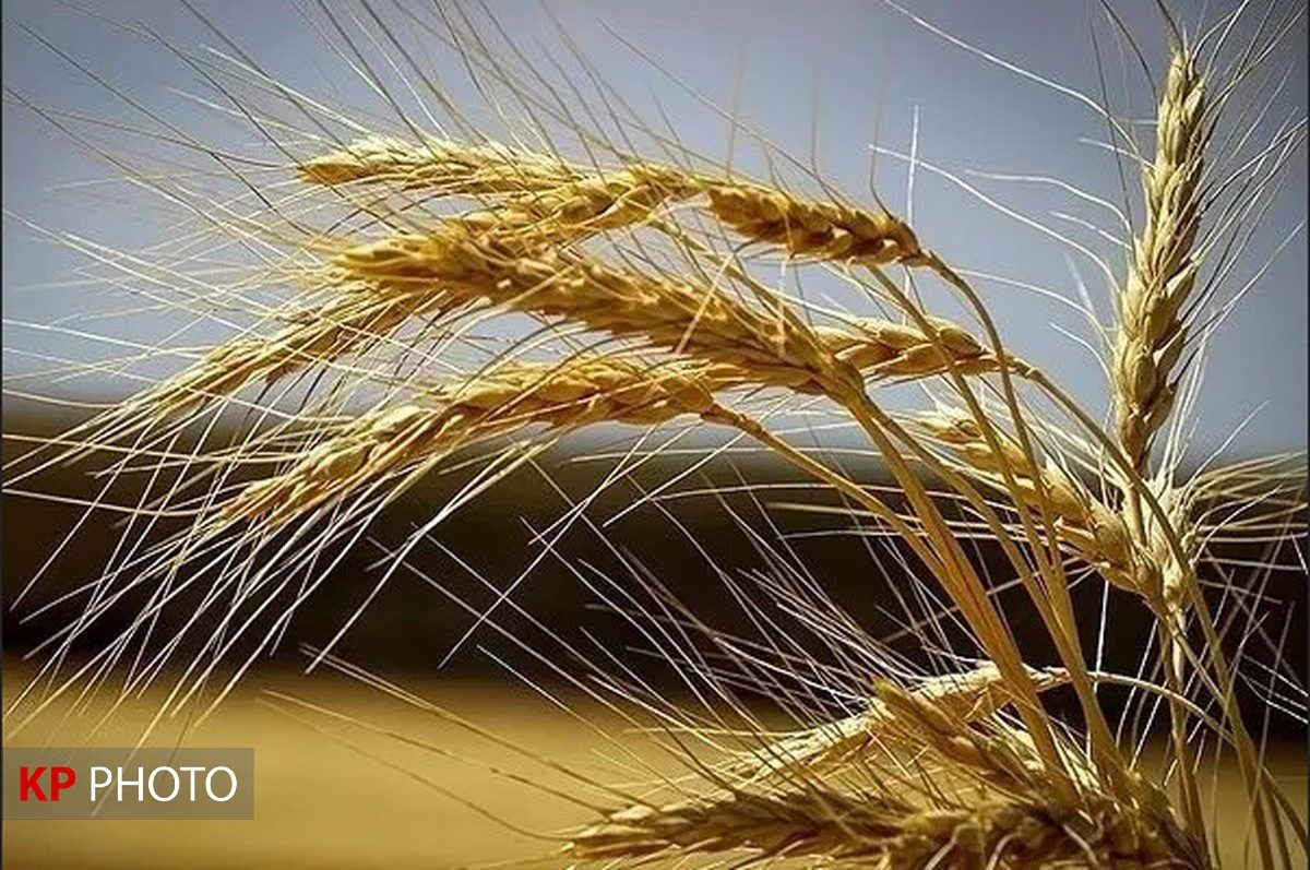 ۳۷۸ هزار هکتار از مزارع آذربایجان غربی زیر کشت گندم رفت