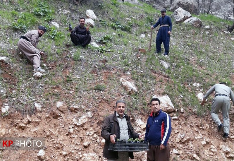 کاشت هزار اصله نهال بلوط در اراضی ملی مناطق شاهو و کوسالان