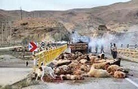 ۱۲۲ گوسفند در حادثه برخورد کامیون تلف شدند