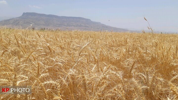 ۳۸۱ هزار هکتار از مزارع آذربایجان‌غربی زیر کشت گندم رفت
