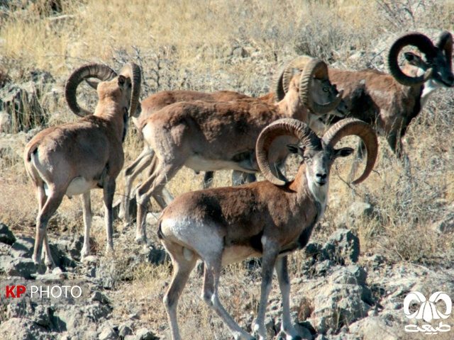 شناسایی هزار راس قوچ و میش در آخرین سرشماری پارک ملی دریاچه ارومیه