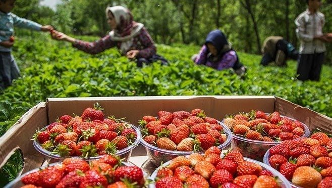 شاهو، سرزمین توت فرنگی / رامین پی بردی
