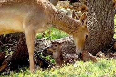 نگهداری از ۵۸ راس گوزن زرد در سایت احیای ایلام