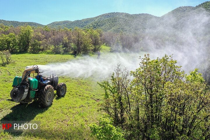سمپاشی 40 هکتار از جنگل های بلوط سروآباد علیه آفت جوانه خوار