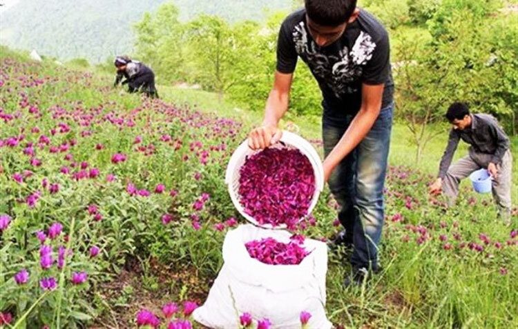 ۳۵۰ گونه گیاه دارویی در ایلام شناسایی شد