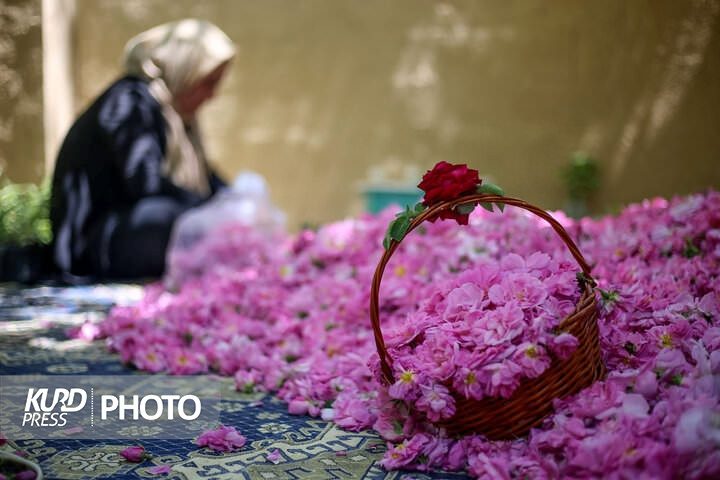آغاز برداشت گل محمدی در آذربایجان غربی/ افزایش ٥درصدی تولید محصول