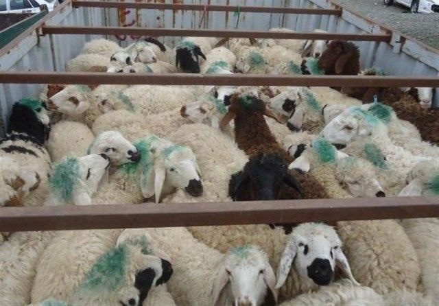کشف دام قاچاق به ارزش یک میلیارد تومان  در روانسر