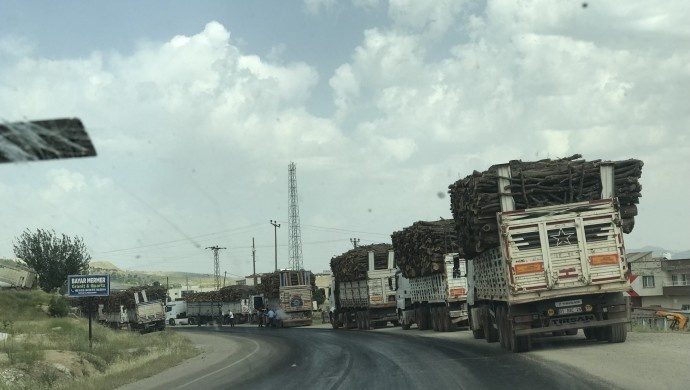 تاراج درختان کردستان ترکیه: درختها قطع می شوند و ریشه ها سوزانده می شوند