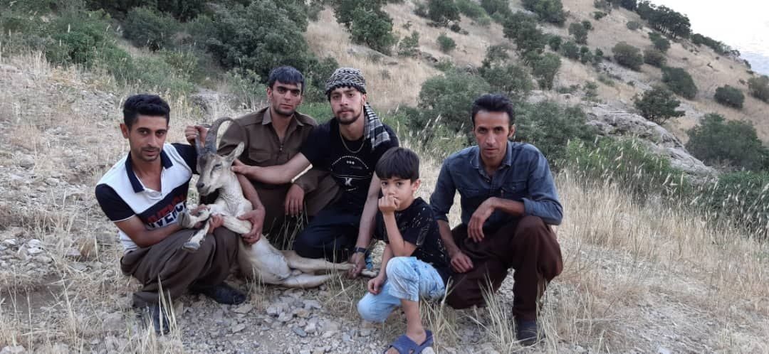 پناه آوردن یک  کل وحشی  به روستایی بندره پاوه