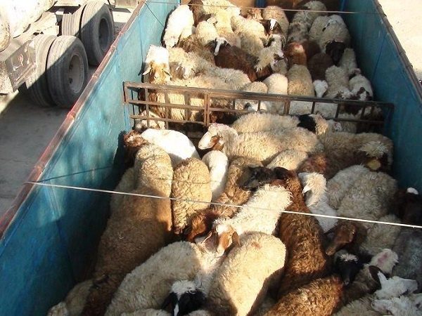 3 دستگاه خودروی حامل احشام قاچاق در مهاباد توقیف شد