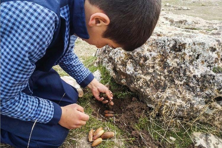 بجای هزینه در نهالستان ها بذر بلوط بکارید / محمد رستمی*