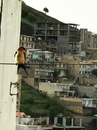 صلاح کار و اوضاع خراب! /    حبیب الله مستوفی