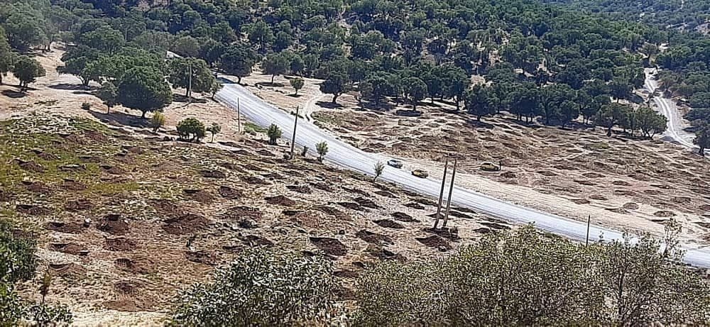 تفکر نهالستانی و آسیب‌های آن در جنگل‌های ایلام