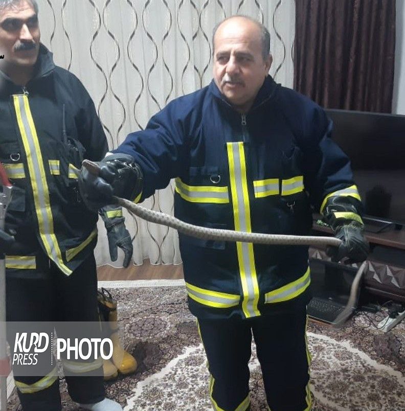 زنده‌گیری ١٠ حلقه مار توسط آتش نشانان در مهاباد