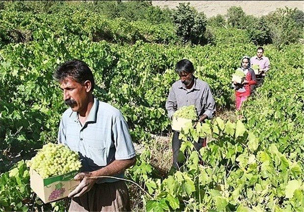 تحول در اقتصاد ایوان با  توسعه بخش باغبانی / مسلم اسدی*