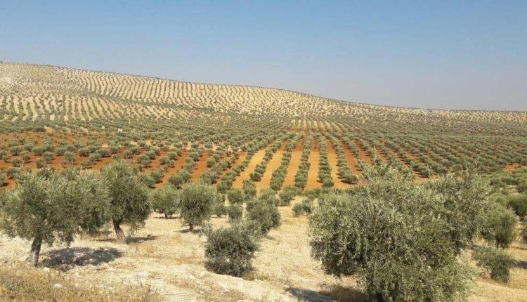 ادامه غارت اموال کردها در عفرین سوریه