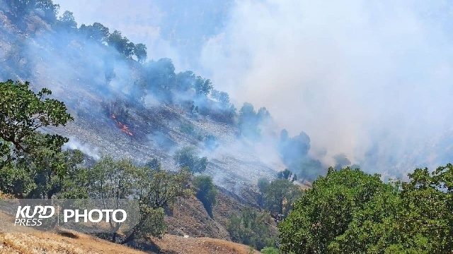 آتش به جان جنگل های سردشت افتاد