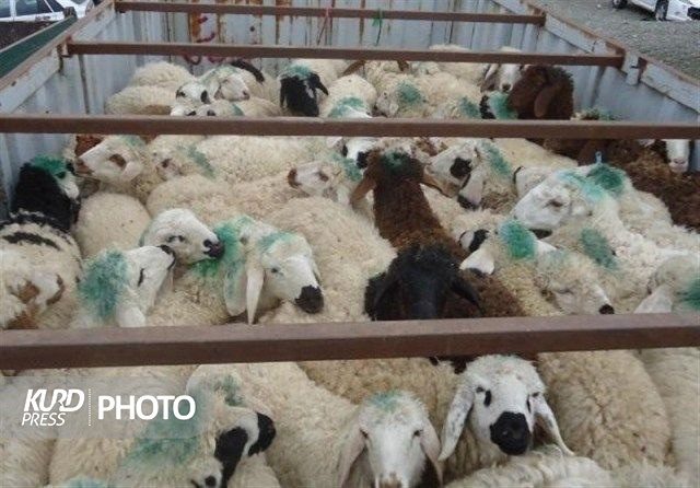توقیف ٣٥٠ راس دام قاچاق در مرز ارومیه