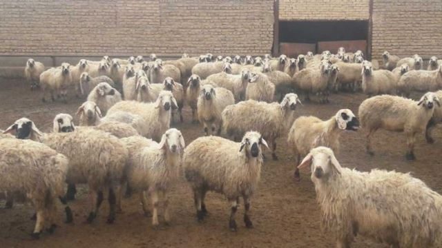 تلف شدن 47 رأس گوسفند در شهرستان قروه