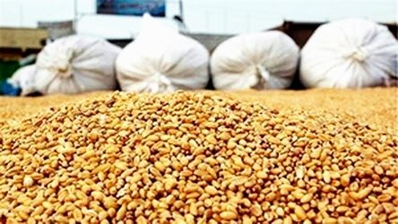 کشف 54 تن ذرت قاچاق در کنگاور