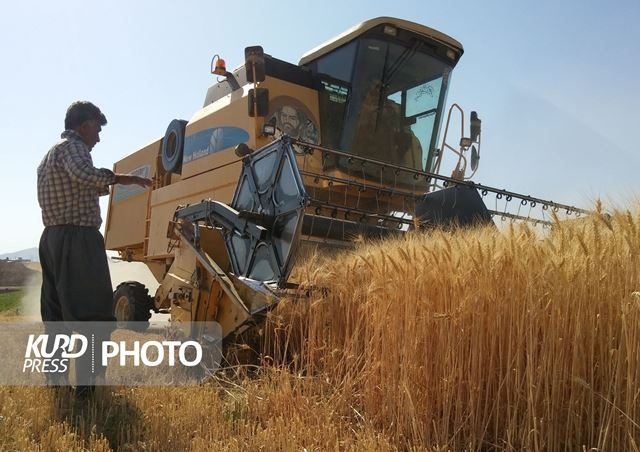 پرداخت مطالبات گندم کاران به زودی/وزیر کشاورزی تذکر  گرفت