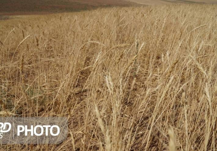 داغ تنش آبی بر گندم قروه به روایت تصویر