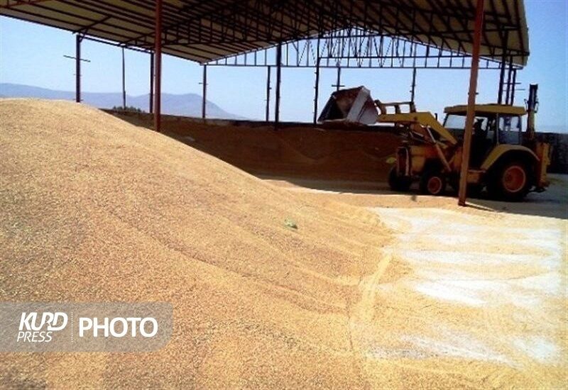 پرداخت 2 هزار و 200 میلیارد تومان وجه خرید تضمینی گندم در کردستان