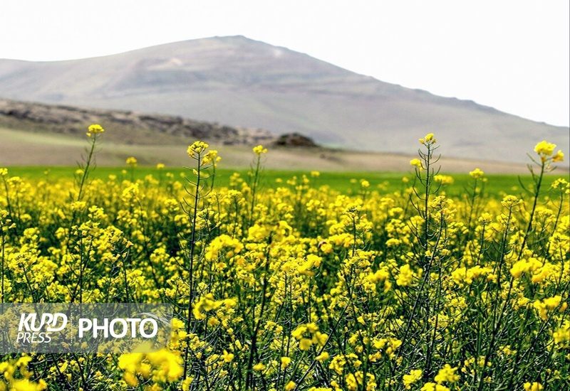 بیش از ۲۷۰۰ تن کلزا در کردستان به طور تضمینی خریداری شد