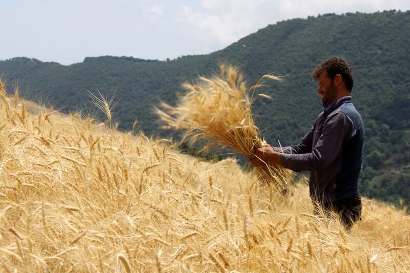 پرداخت بیش از  ۲ هزار میلیارد تومان از مطالبات گندم کاران ایلام