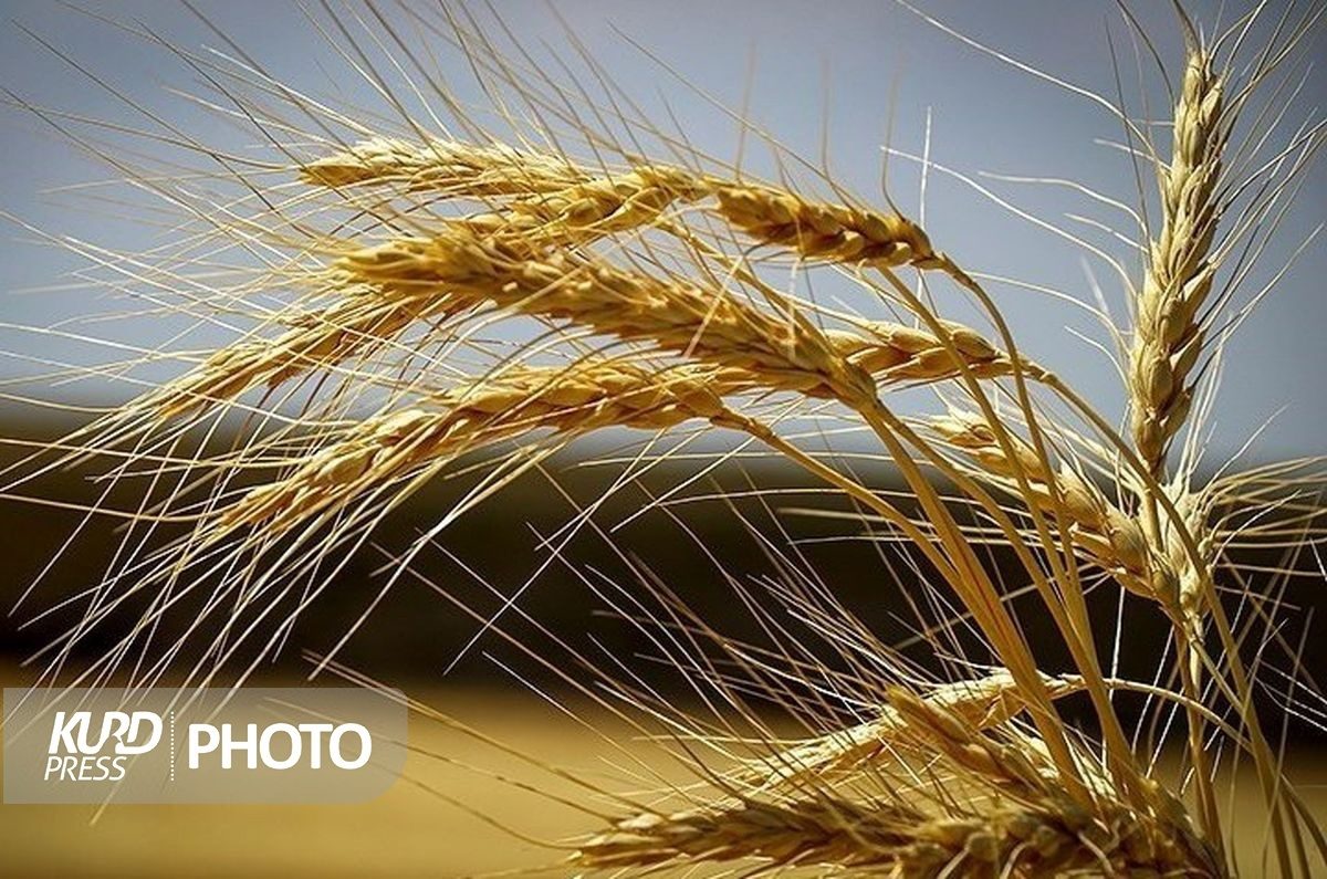عضو کمیسیون کشاورزی مجلس: ٤٠ درصد گندم تولیدی مهاباد کجا رفته است؟