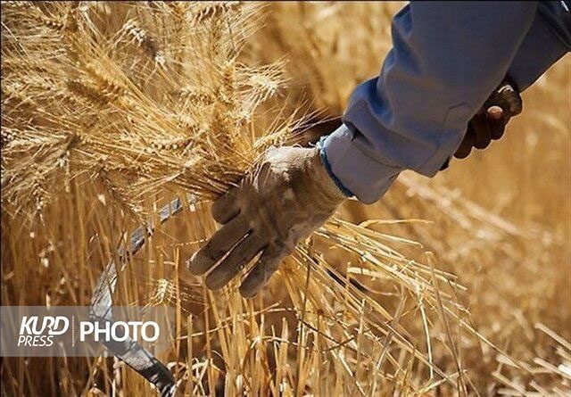 گندمی که برای گندمکاران نان نشد!