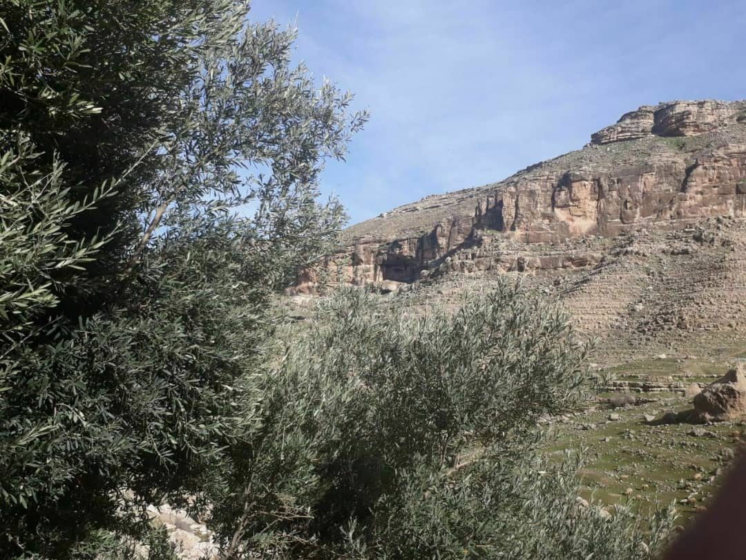 قدمت چند صد ساله کاشت زیتون در  شهر تاریخی  دربند بدره  / حشمت اله کرمی نژاد