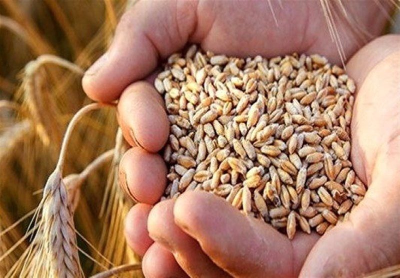 بالاخره پول گندمکاران کردستان پرداخت شد