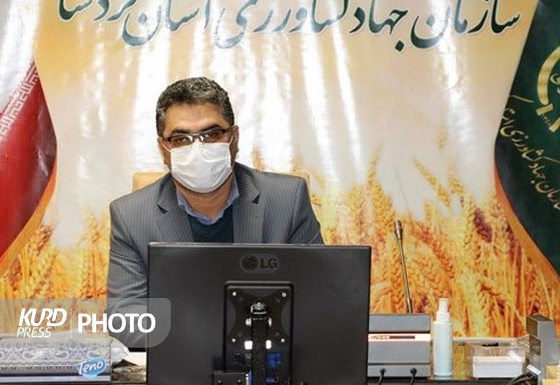 ۵۹۱ هزار هکتار از دیمزارهای کردستان زیر پوشش طرح جهش تولید قرار می گیرد