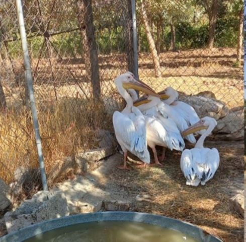 نمکی شدن بال پلیکان های سفید پر پروازشان را گرفت