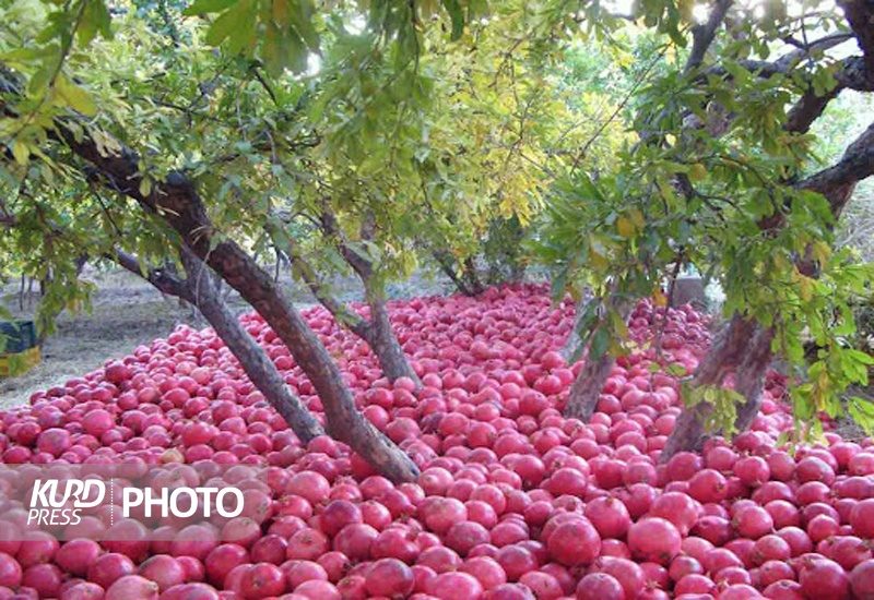 600 هکتار از باغات کردستان زیر کشت انار/پیش بینی برداشت 9 هزار تن