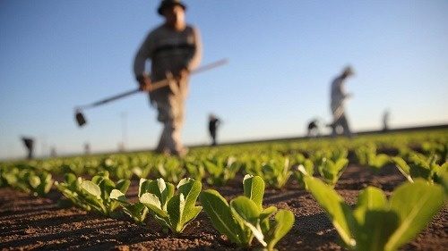برنامه ها باید در میدان عمل به افزایش بهره وری  حوزه کشاورزی کمک کنند