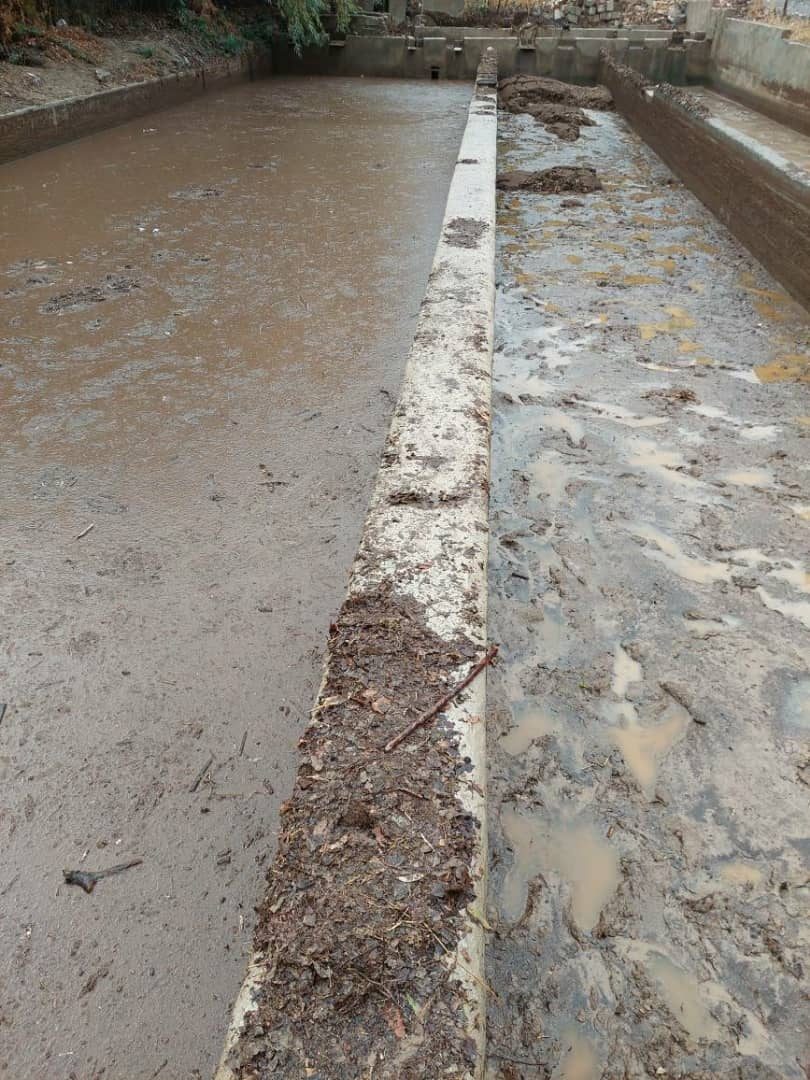 نامهربانی باران و تراژدی زندگی ماهی ها در کلم بدره / حشمت اله کرمی نژاد