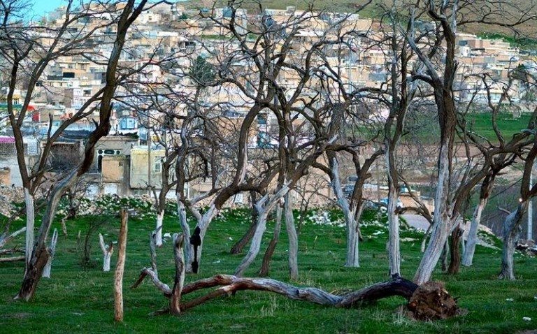 درختان سراب قنبر را قطع  و به جای آن آپارتمان می‌سازند