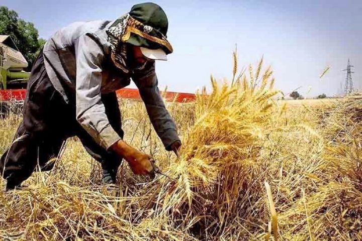 کود و بیمه نسیه اداره کل غله استان ایلام به گندمکاران