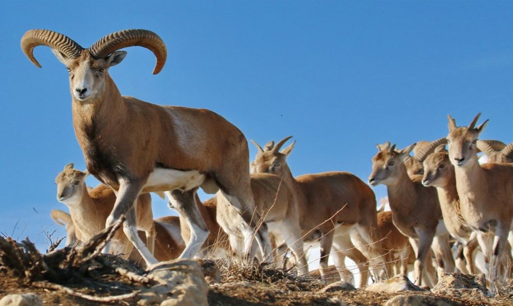 تهاجم به تنوع جانوری و منظر تاریخی و فرهنگی اورامان / دکتر برهان ولدبیگی