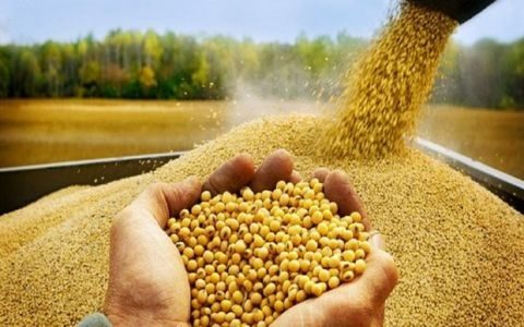 کشف بیش از 12 تن سویا قاچاق در پاوه