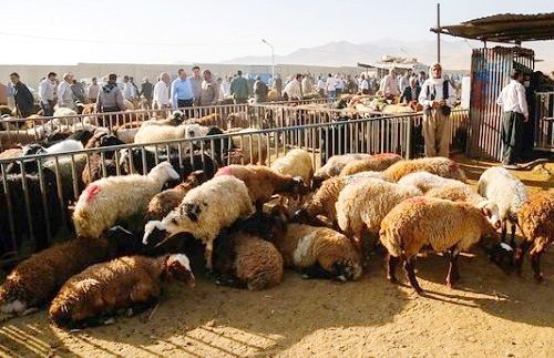 واسطه‌ها در بازار دام سبک کرمانشاه نقش پر رنگی دارند