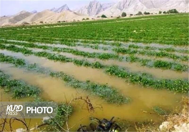 تنها ۱۸ درصد اراضی کشاورزی مجهز به آبیاری نوین هستند