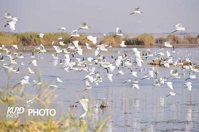 افزایش حضور پرندگان وحشی در تالاب های آذربایجان غربی