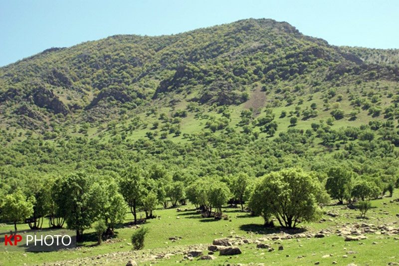 عملیات بیولوژیکی در 3 هزار هکتار از مراتع و جنگل های کردستان اجرا شد
