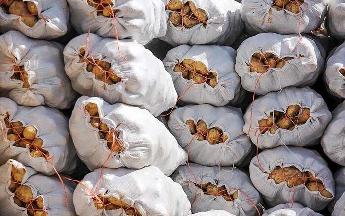 کشف 100 تن سیب زمینی احتکاری در کوزران