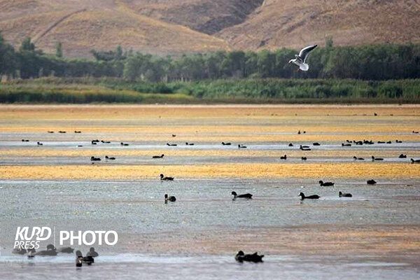نقشه راه احیای تالاب های «قوپی بابا علی» و «یادگارلو» تهیه می شود
